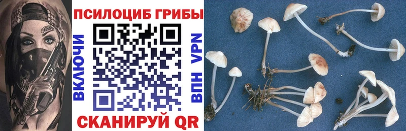 Псилоцибиновые грибы Psilocybine cubensis  Давлеканово 
